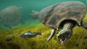 La tortuga más grande que haya existido tenía un caparazón de 3 metros con cuernos