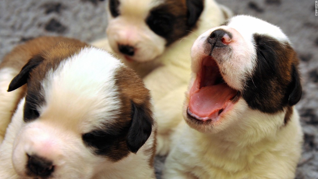 Estos Son Los Sorprendentes Beneficios De Tener Mascotas, Según La Ciencia