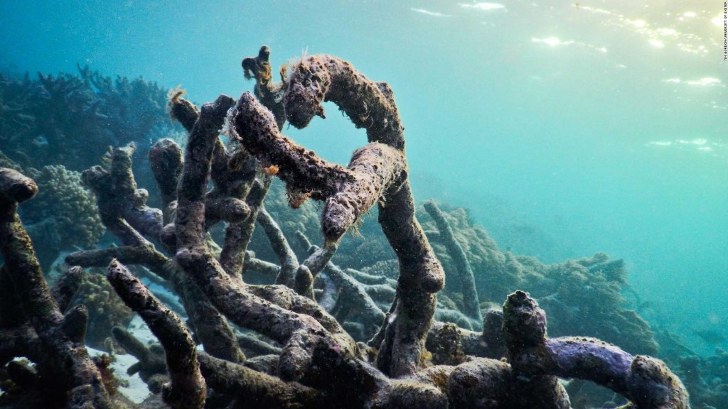 El calentamiento global no da tregua a la Gran Barrera de Coral