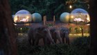 La nueva experiencia para convivir con elefantes en Tailandia