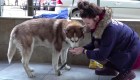 Un perro husky espera a su dueña afuera de su trabajo