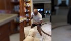 Mike Tyson "entrena" con su perro