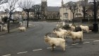Cabras pasean por vecindario de Gales