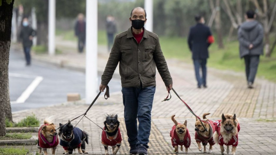 TOPSHOT - A man wearing a face mask walks his dogs along a street in Jiujiang in China's central Jiangxi province on March 7, 2020. - China on March 7 reported 28 new deaths from the COVID-19 coronavirus outbreak, bringing the nationwide toll to 3,070. (Photo by NOEL CELIS / AFP) (Photo by NOEL CELIS/AFP via Getty Images)