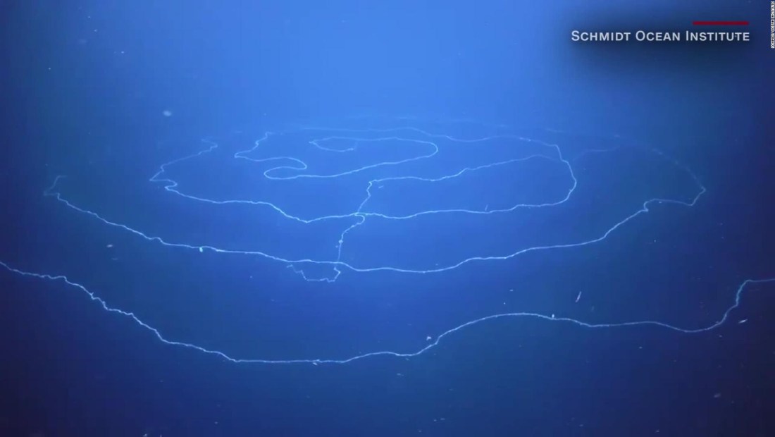 Hallaron una enorme criatura en el océano Índico