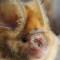 Descubren murciélagos relacionados con el coronavirus