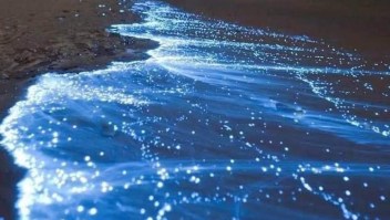 Playas de Acapulco brillan por bioluminiscencia