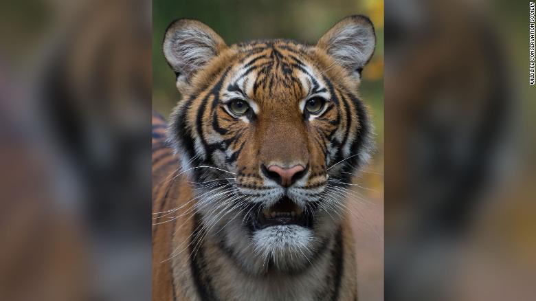 A tiger at the Bronx zoo in New York tests positive for coronavirus