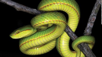 Los científicos descubren una nueva serpiente y la llaman Salazar Slytherin