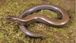 Una hazaña extraordinaria realizada por un lagarto podría sugerir que la especie está pasando por una rara transición evolutiva