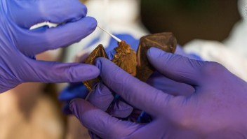 Los cazadores de virus que buscan cuevas de murciélagos para predecir la próxima pandemia