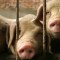 El gobierno chino revela un borrador de la lista de animales que pueden criarse para carne