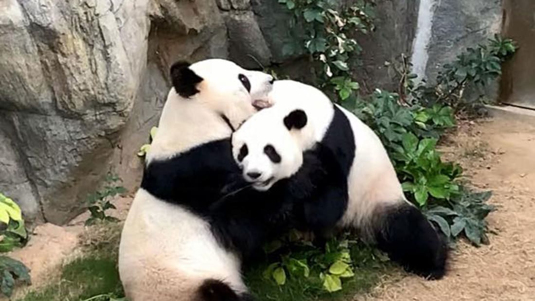 zona demoler sello Intentaron que estos pandas se aparearan por 10 años. Por fin lo hicieron  cuando el zoológico cerró por coronavirus | CNN
