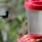 Los colibríes de Colombia, afectados por la pandemia