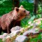 España: Un oso pardo sorprende en parque de Galicia