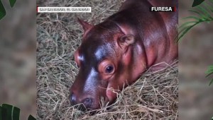 Así se divierte este bebé hipopótamo en El Salvador