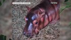 Así se divierte este bebé hipopótamo en El Salvador