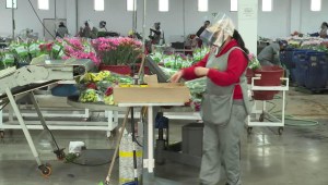 Floricultores colombianos enfrentan crisis económica por covid-19