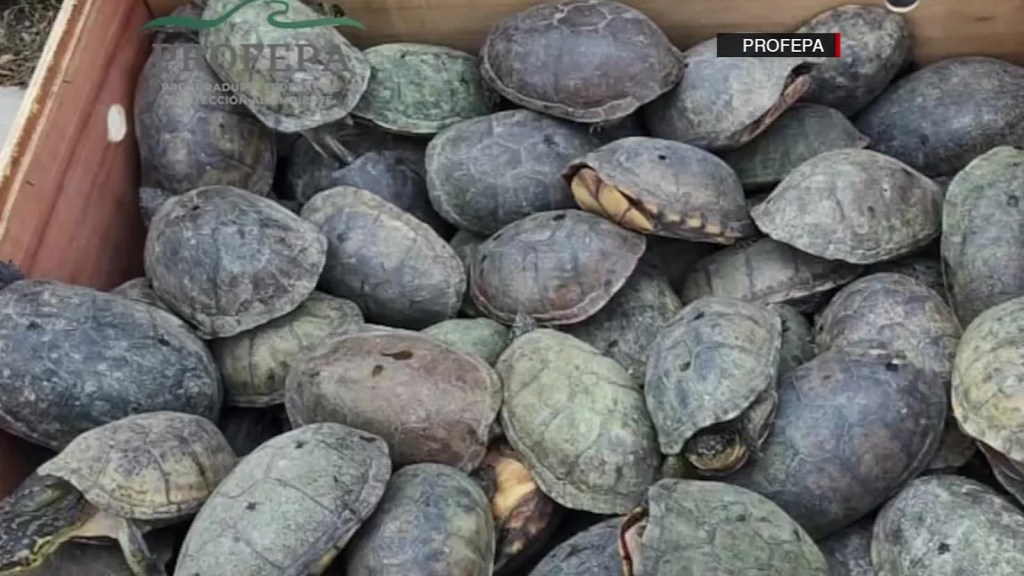 México: miles de tortugas se salvan del comercio ilegal