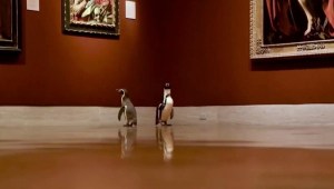 Abren un museo de arte para pingüinos