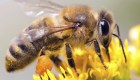 Todo lo que debes agradecerles a las abejas en su día