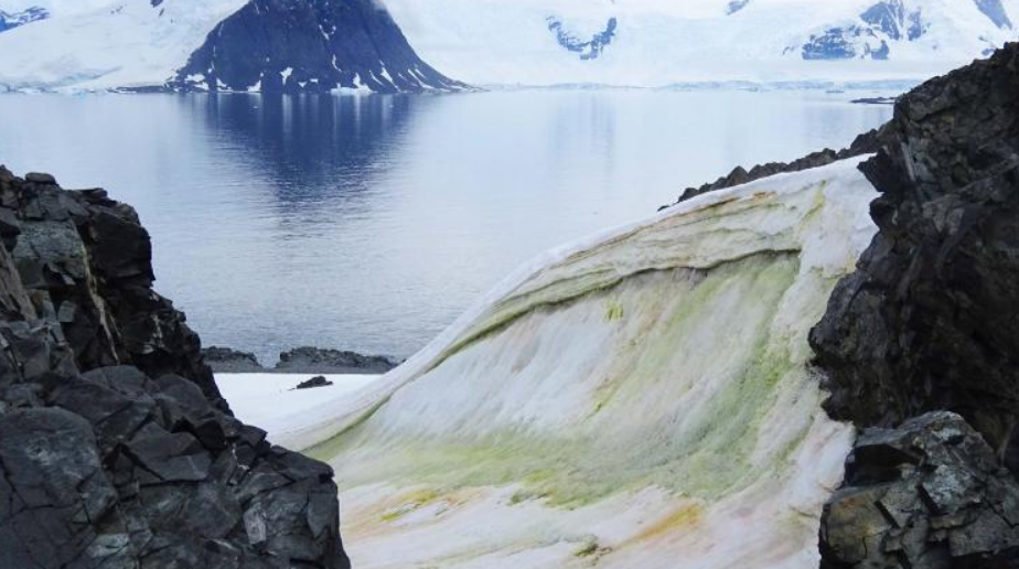 Il cambiamento climatico potrebbe peggiorare la neve verde in Antartide