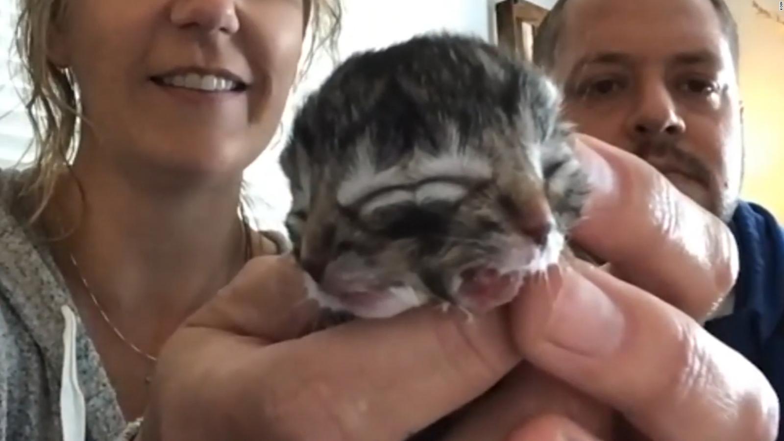 Nace gatito de dos caras y desborda el doble ternura en video | Video | CNN