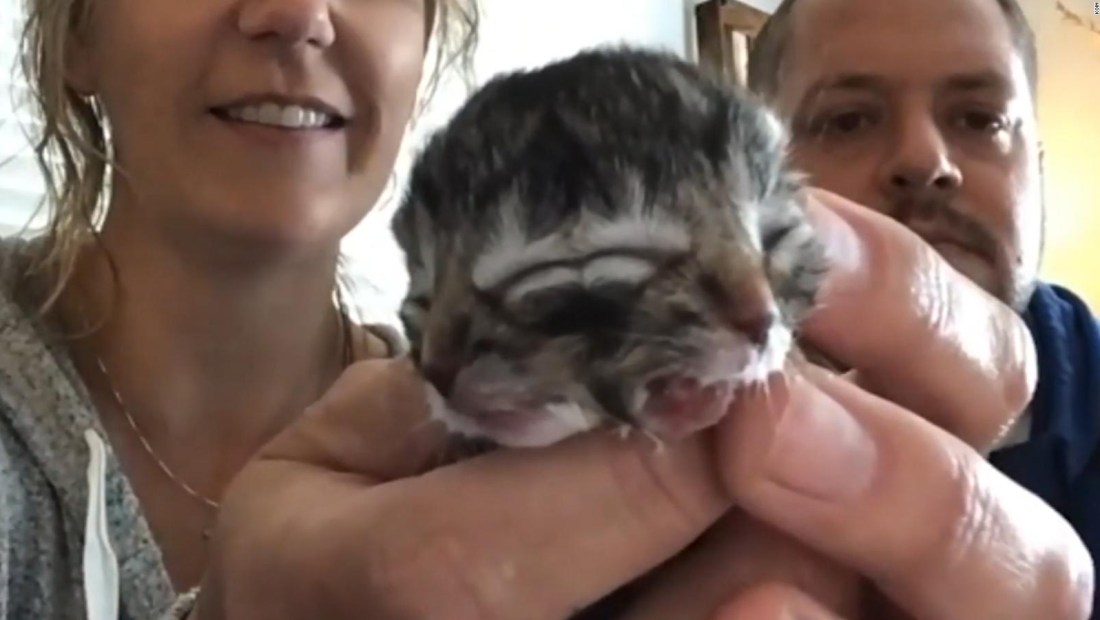 Mira este gatito de dos caras: ternura doble en video