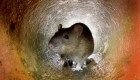 Ratas hambrientas, otra consecuencia de la pandemia