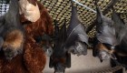 Nueva Hampshire busca caza murciélagos