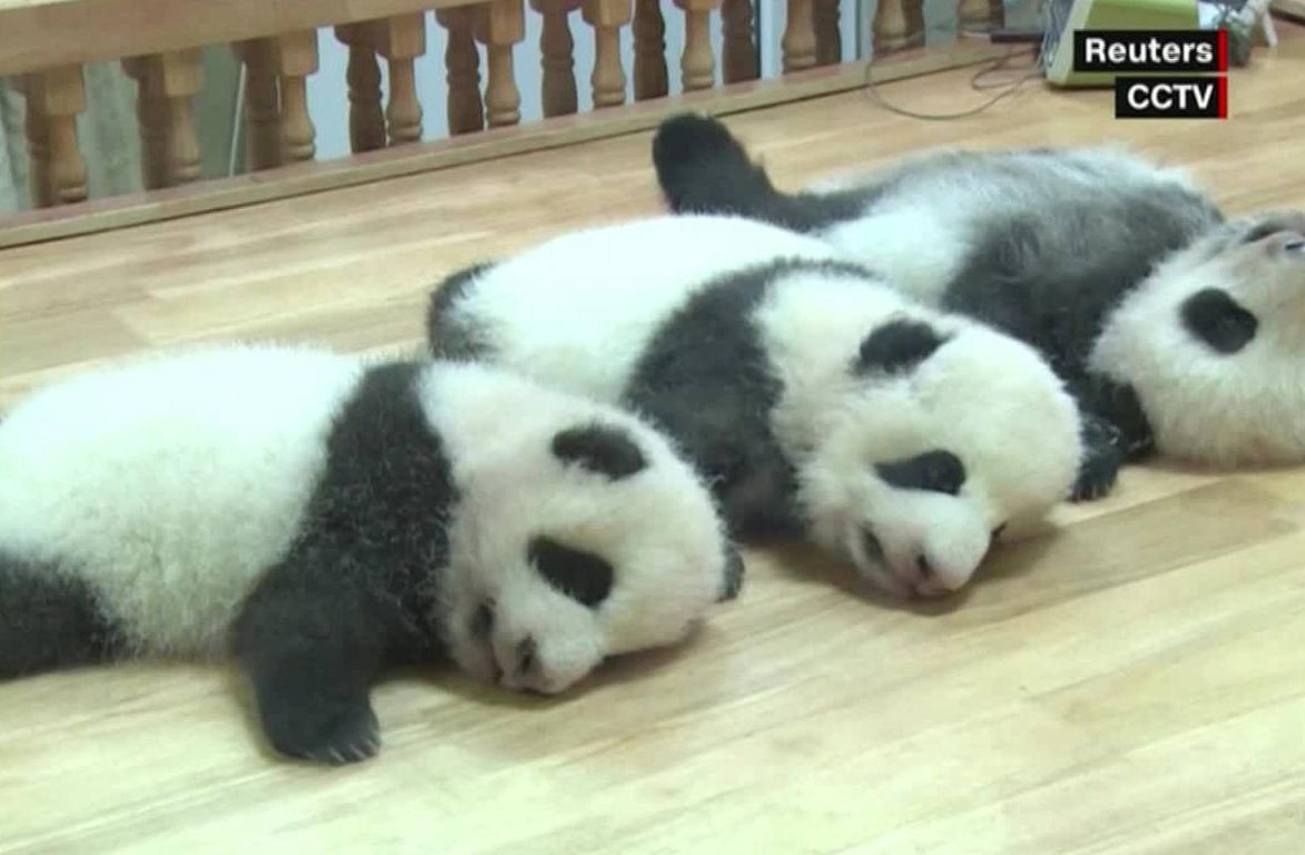 Presentan en público a 20 bebés de oso panda nacidos en 2021 en China
