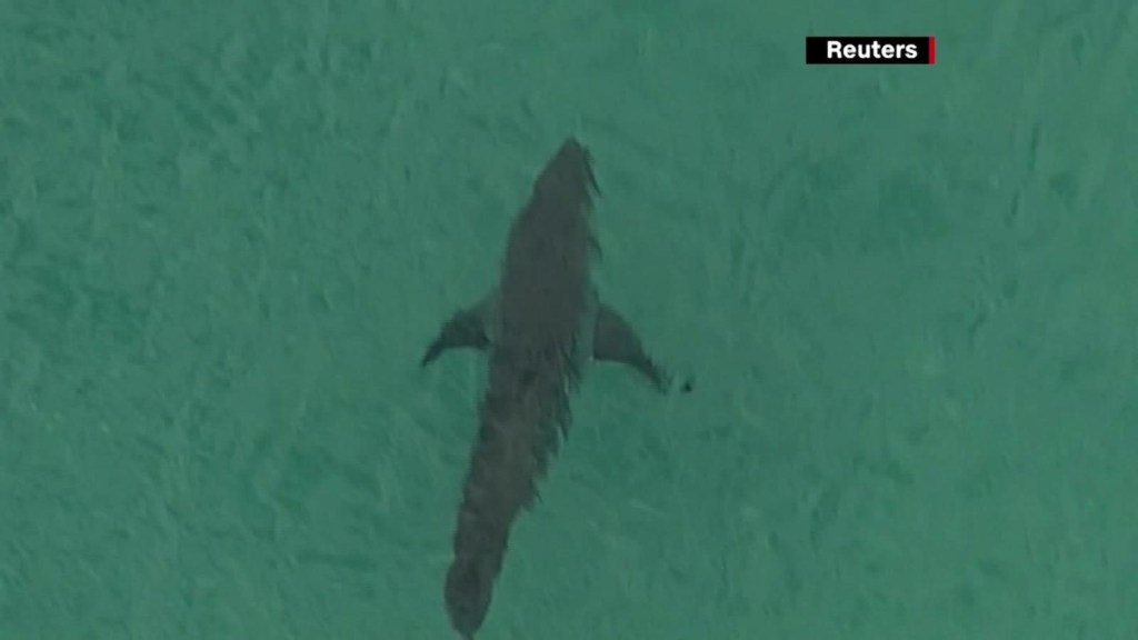 Australia: Muere surfista por presunto ataque de tiburón