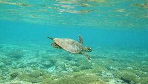 Miles de tortugas marinas llegan a Australia