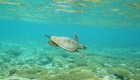 Miles de tortugas marinas llegan a Australia