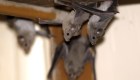 ¿Pueden los seres humanos contagiar a los murciélagos?