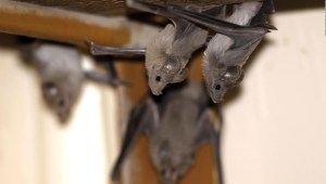 Seis razones para valorar a los murciélagos