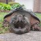 Una tortuga caimán en las calles de Virginia