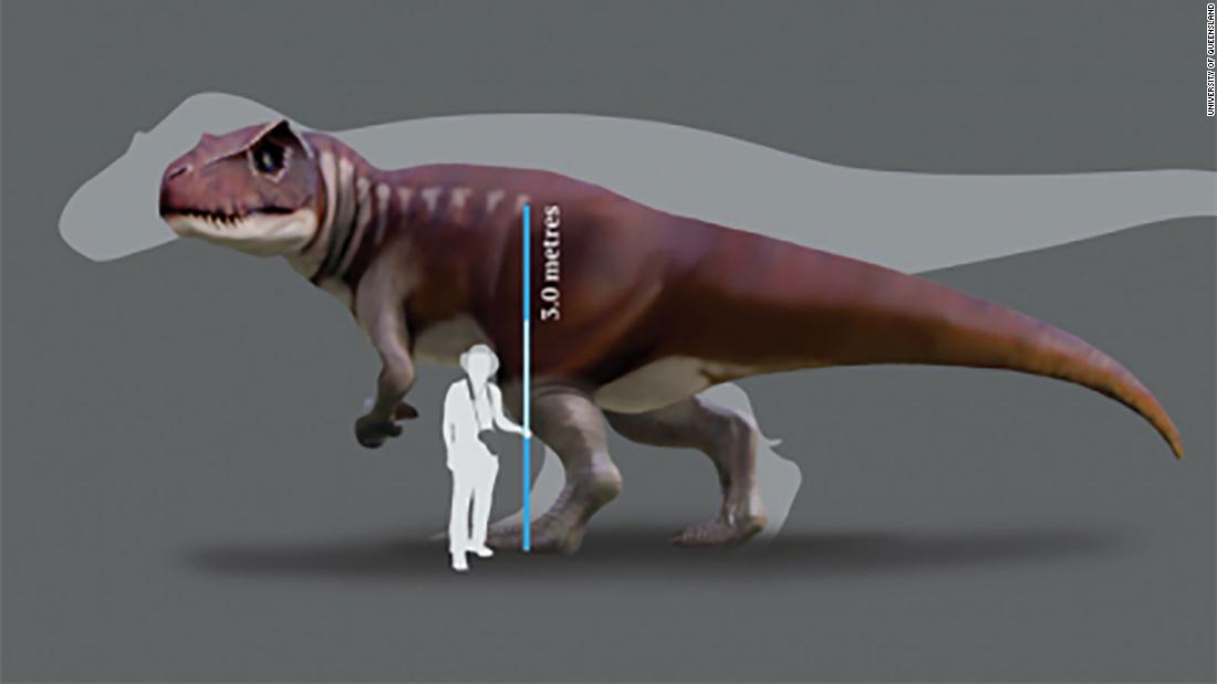 Descubren evidencia de dinosaurios carnívoros enormes que vivieron en  Australia | CNN