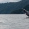 Se adelanta llegada de ballenas jorobadas a Colombia