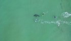 Video muestra a tiburón blanco acechando surfistas