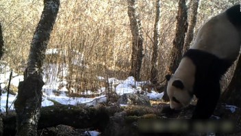 Hallan un panda gigante en estado salvaje en China