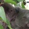Alertan sobre posible extinción de los koalas para 2050