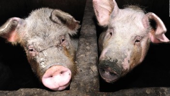 Experto: la nueva gripe porcina, con potencial pandémico