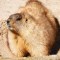 Adolescente muere de peste bubónica en Mongolia tras comer carne de marmota