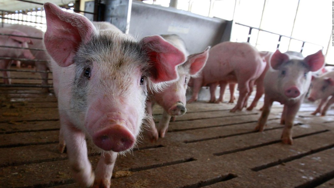 ¿Cuántos muertos dejó la gripe porcina en 2009?