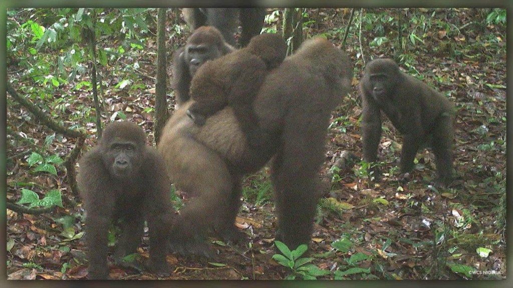 Captan imágenes de los gorilas más raros del mundo en un bosque de Nigeria