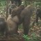 Captan imágenes de los gorilas más raros del mundo en un bosque de Nigeria