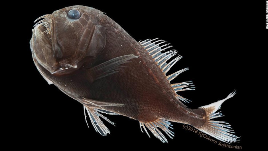 Este pez negro de las profundidades tiene una forma de desaparecer que los científicos acaban de descubrir