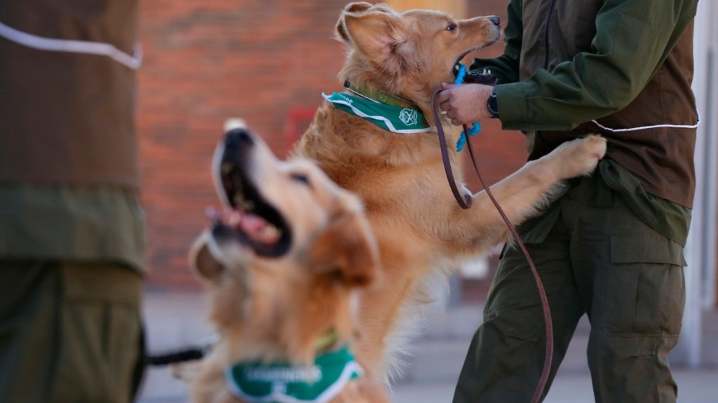 Adiestran perros para detectar a enfermos de covid-19