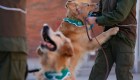 Adiestran perros para detectar a enfermos de covid-19